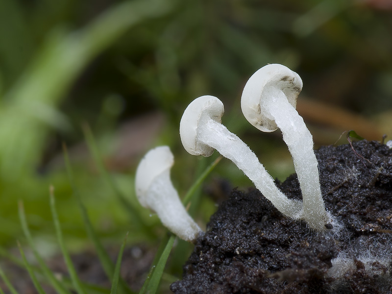 Cudoniella acicularis